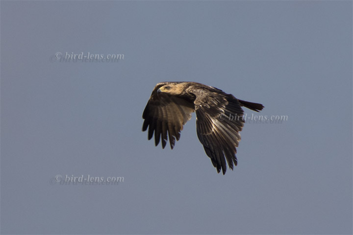 Raub (Savannen)-adler